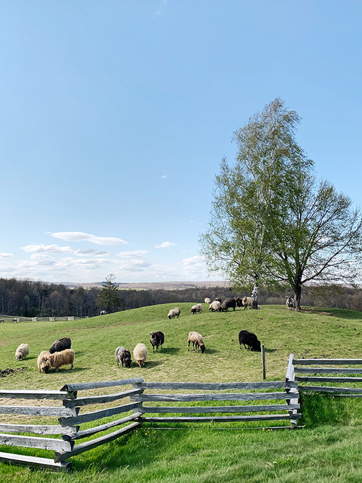 sheep grazing
